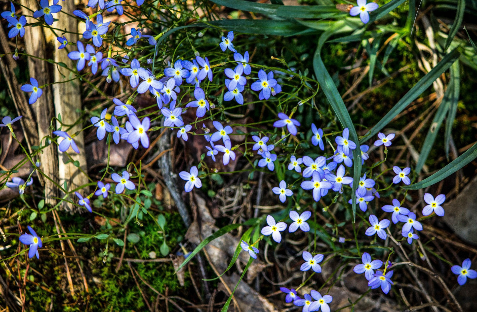 Quaker ladies flowers